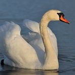 Auf dem Teich: Höckerschwan – Streckenkontrolle 02