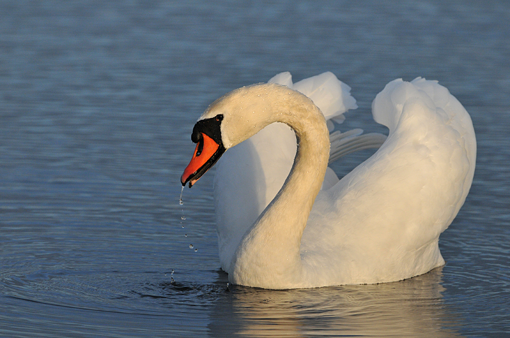 Auf dem Teich: Höckerschwan – Tropf – Schnabel