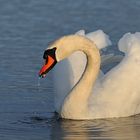 Auf dem Teich: Höckerschwan – Tropf – Schnabel