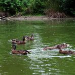 auf dem Teich im Stadtpark ... 