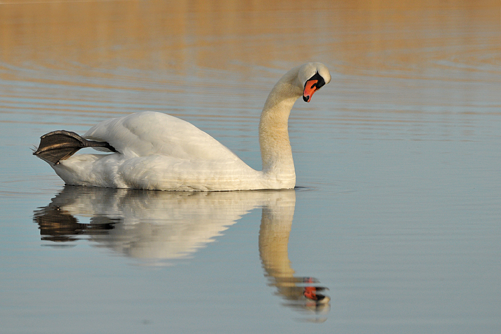 Auf dem Teich: Möglichst immer locker bleiben