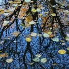 AUF DEM TEICH TREIBEN DIE BLÄTTER....