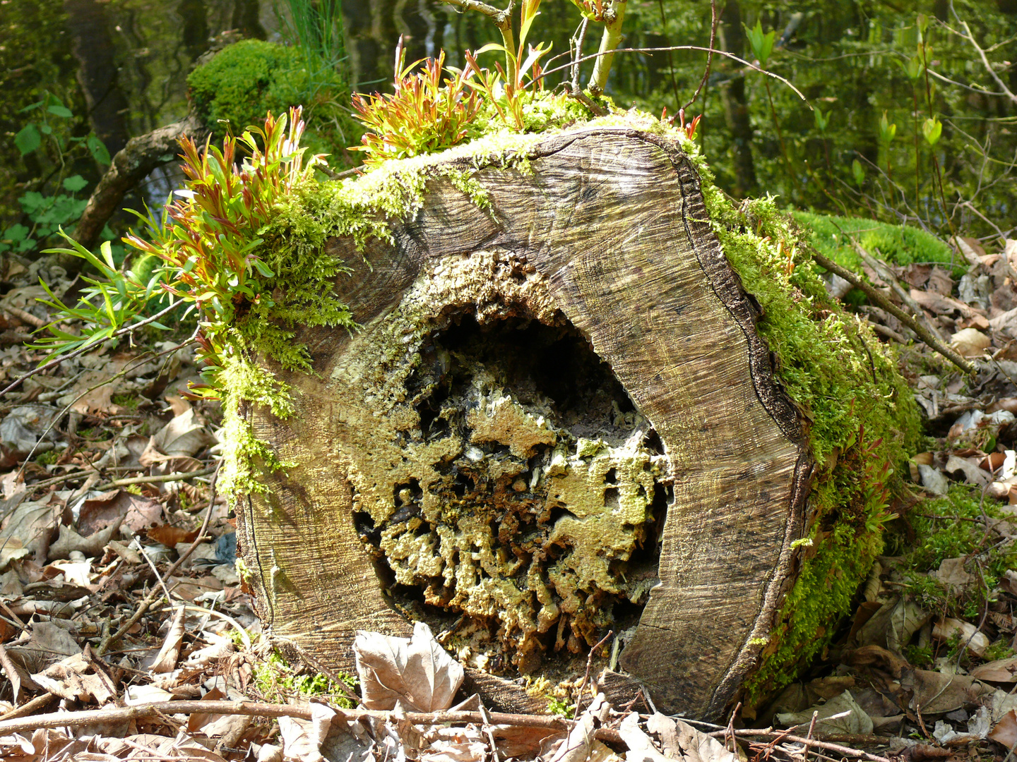 Auf dem toten Holz entseht neues Hier entsteht P1250485