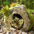 Auf dem toten Holz entseht neues Hier entsteht P1250485