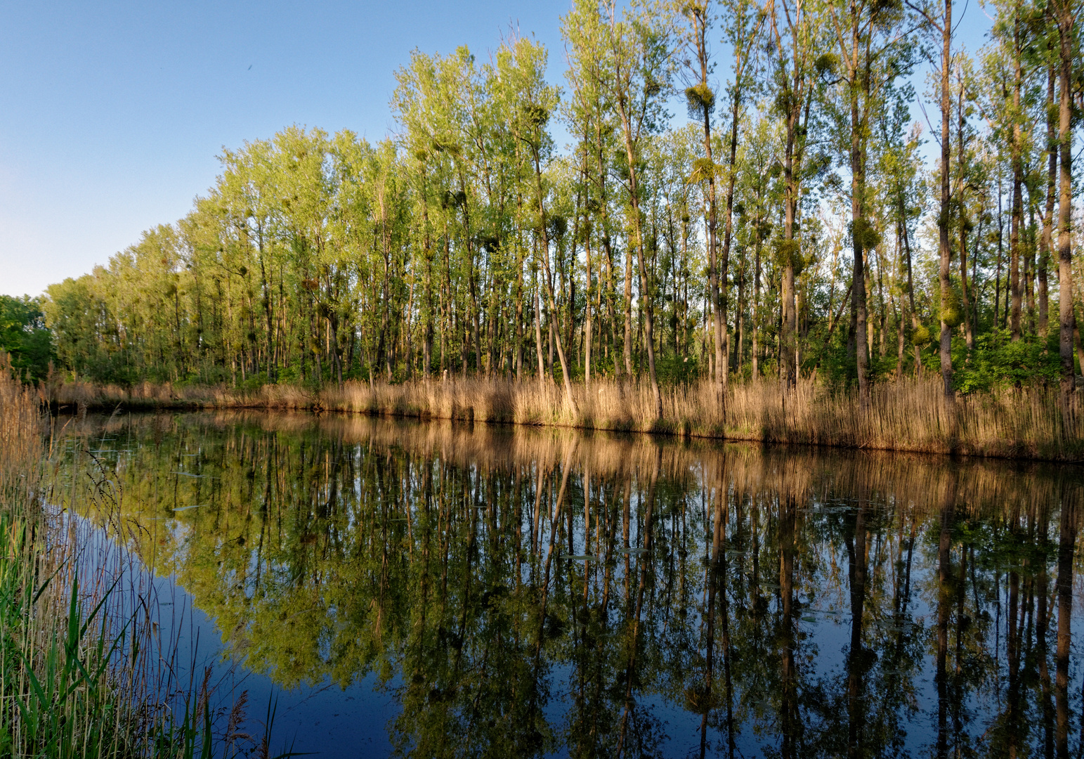 Auf dem Treidlerweg durch die Rheinauen Foto & Bild | deutschland