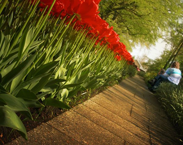 Auf dem Tulpenweg