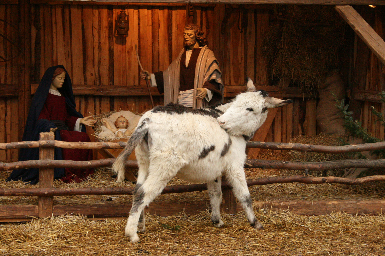 Auf dem Ulmer Weihnachtsmarkt...