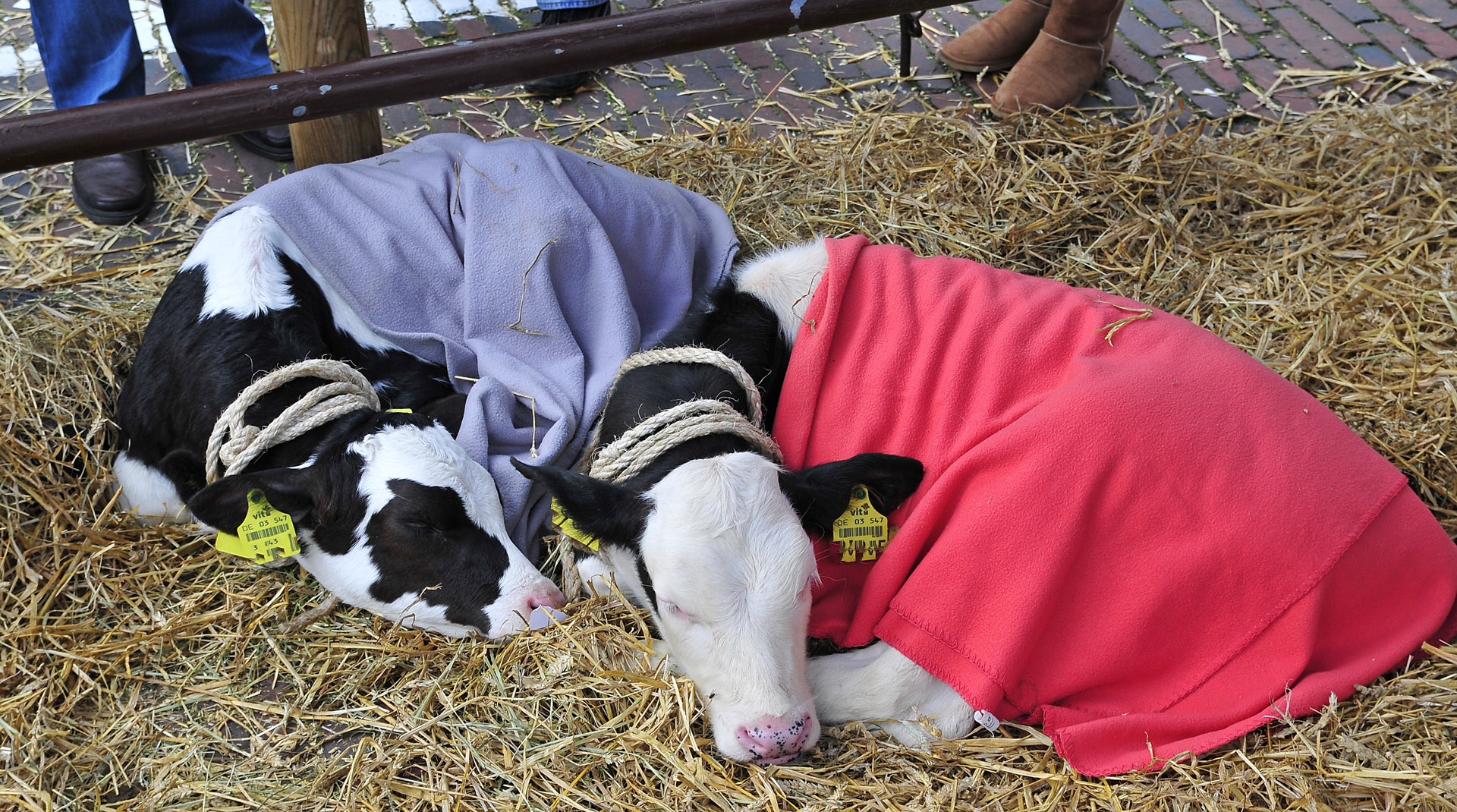 Auf dem Viehmarkt in Jever (Okt. 2011)