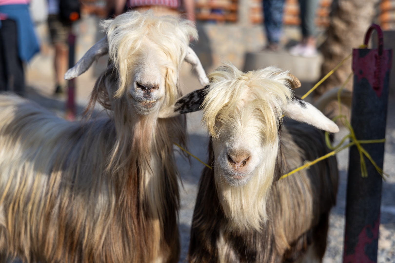 Auf dem Viehmarkt von Nizwa II