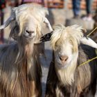 Auf dem Viehmarkt von Nizwa II