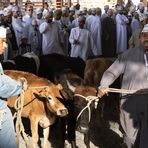 Auf dem Viehmarkt von Nizwa III