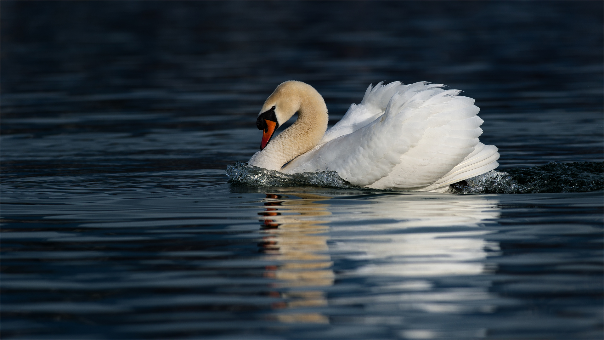 Auf dem Vierwaldstättersee bin ich der King