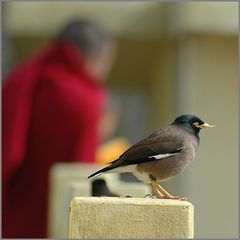 Auf dem Wachposten