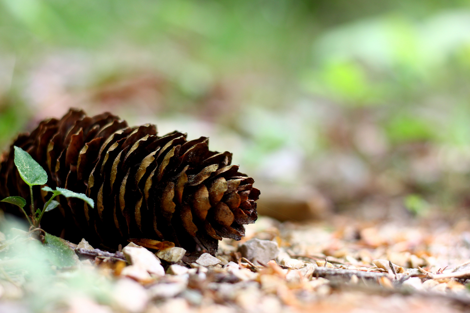 Auf dem Waldboden