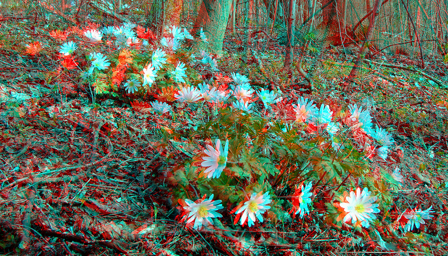 auf dem Waldboden (3D-Foto)