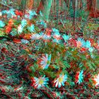 auf dem Waldboden (3D-Foto)