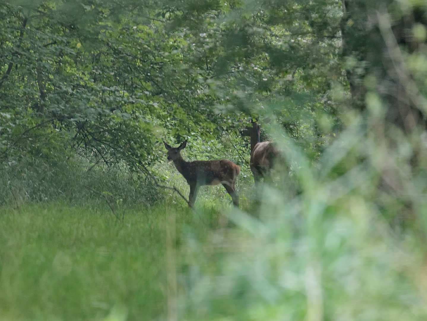 Auf dem Waldweg