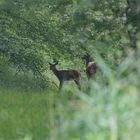 Auf dem Waldweg