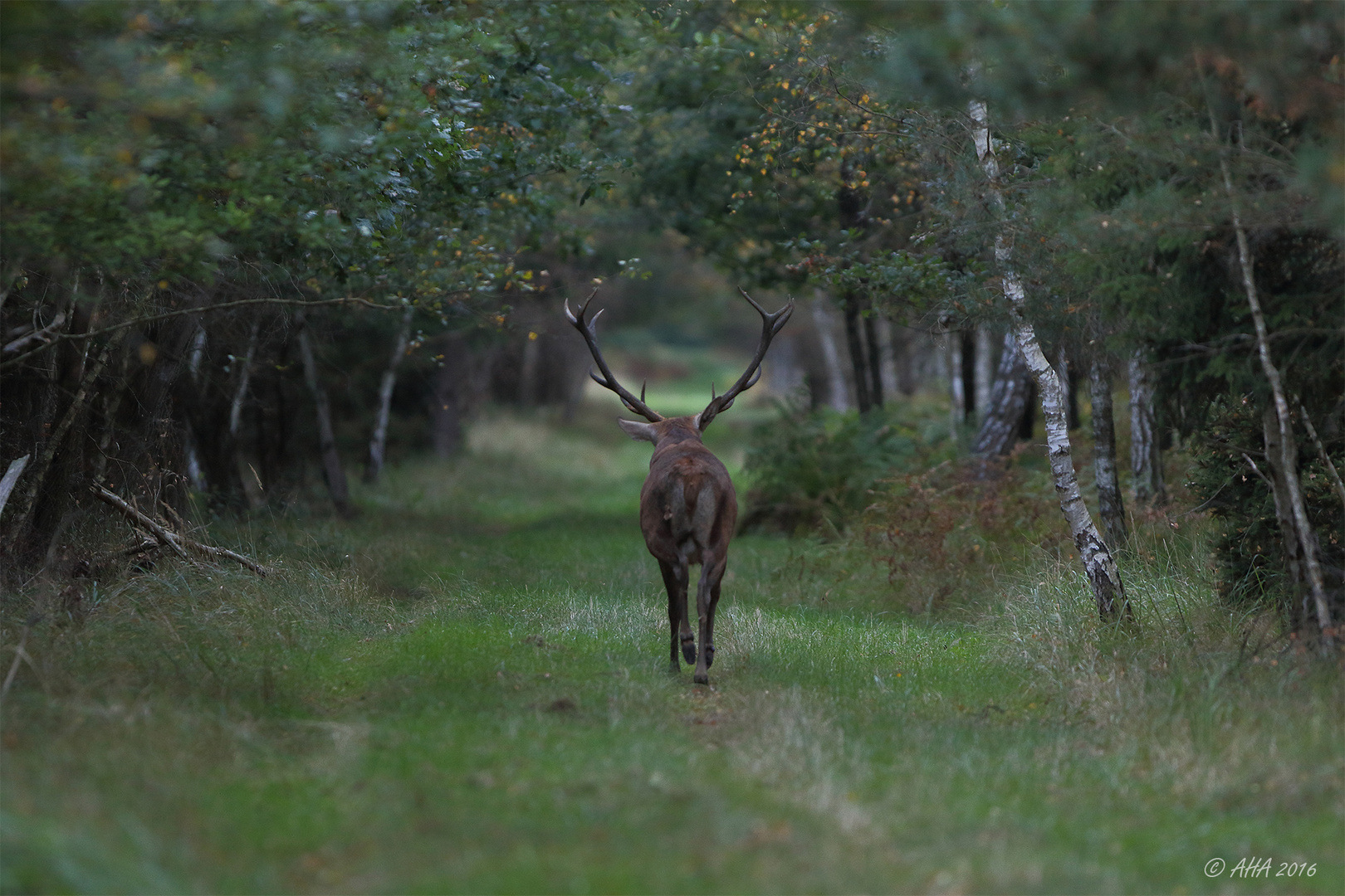 Auf dem Waldweg