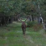 Auf dem Waldweg