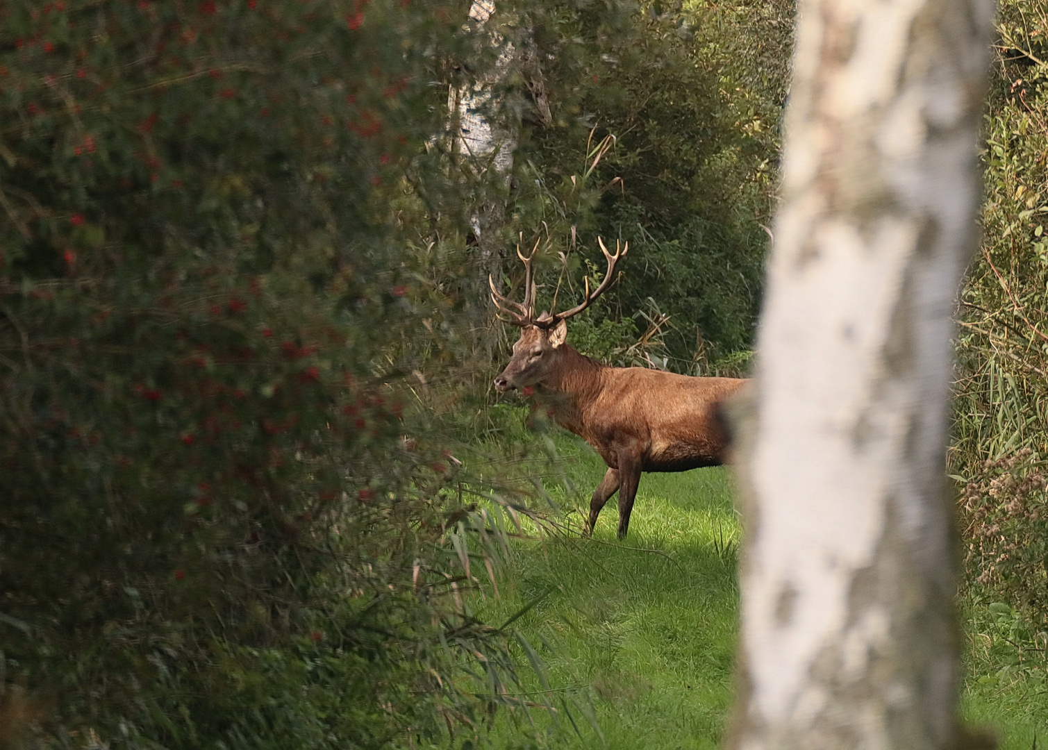 Auf dem Waldweg 1