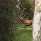 Auf dem Waldweg 1