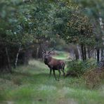 Auf dem Waldweg - 3