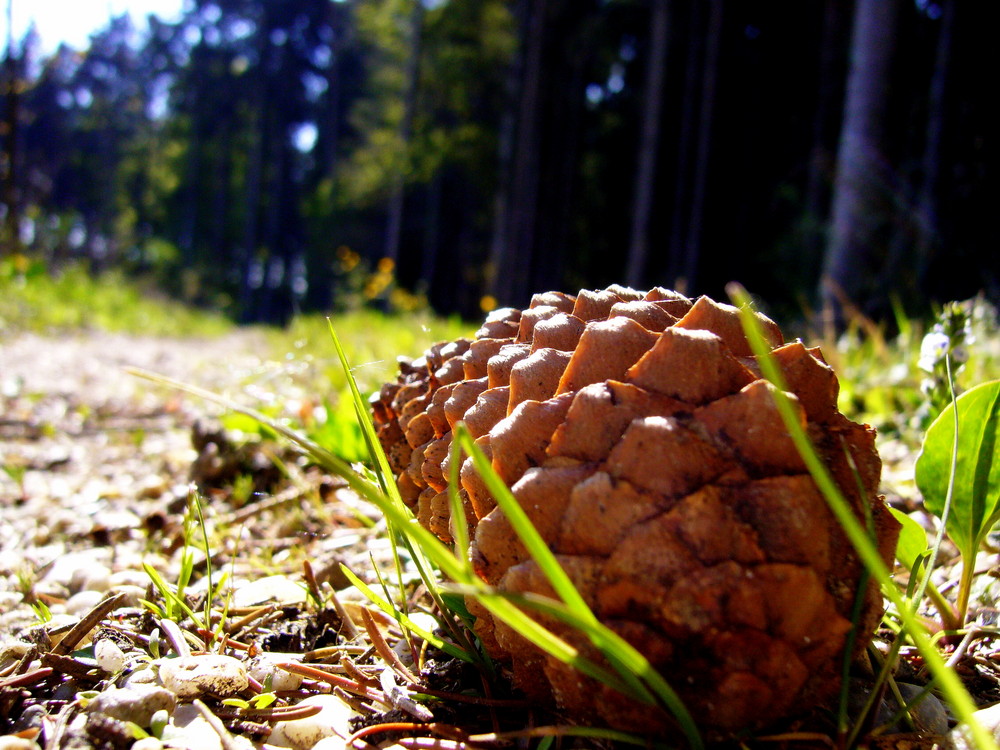 auf dem Waldweg