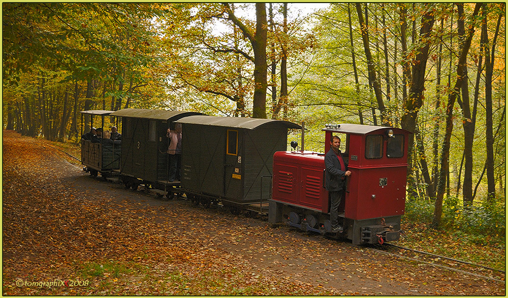 Auf dem Waldweg