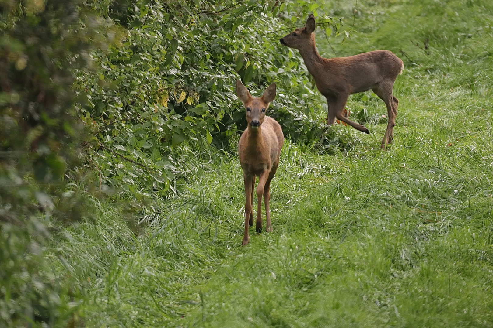 Auf dem Waldweg