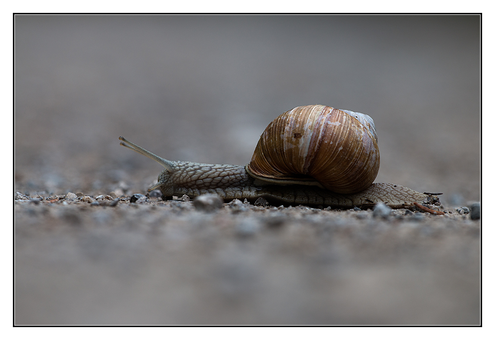 auf dem Waldweg