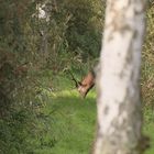 Auf dem Waldweg