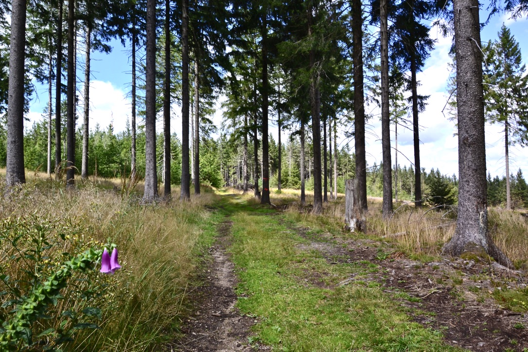 Auf dem Wanderweg nach Waldbärenburg