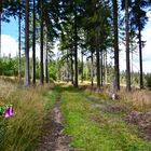 Auf dem Wanderweg nach Waldbärenburg