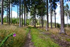 Auf dem Wanderweg nach Waldbärenburg