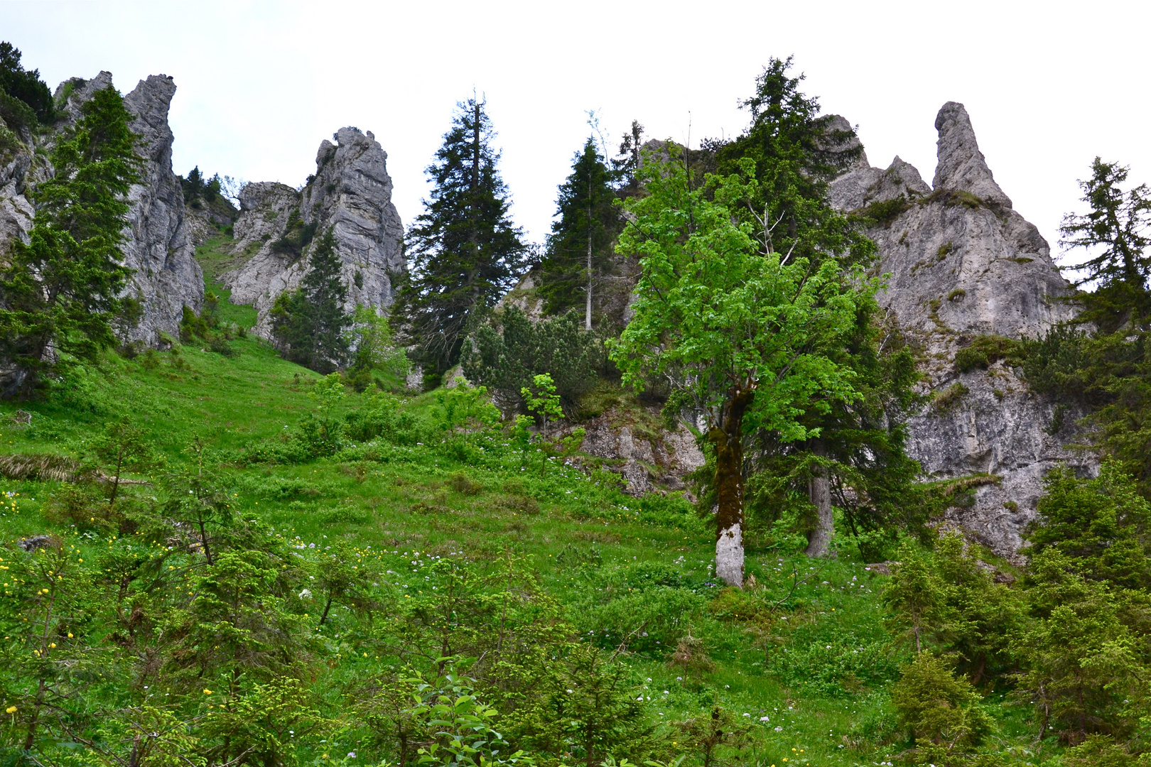 Auf dem Wanderweg vom Kolbensattel zum Pürschling