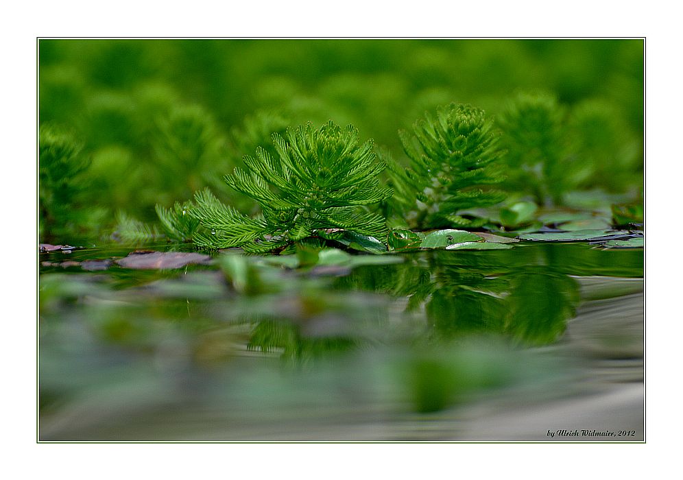 Auf dem Wasser