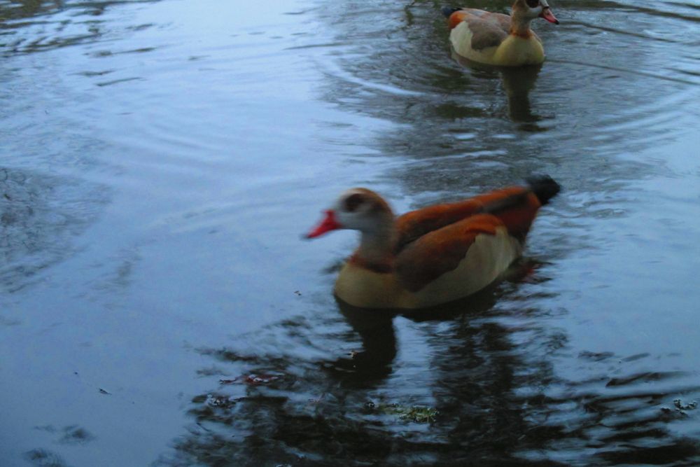 Auf dem Wasser