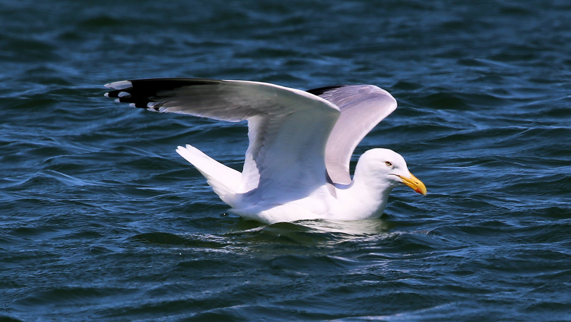 Auf dem Wasser...