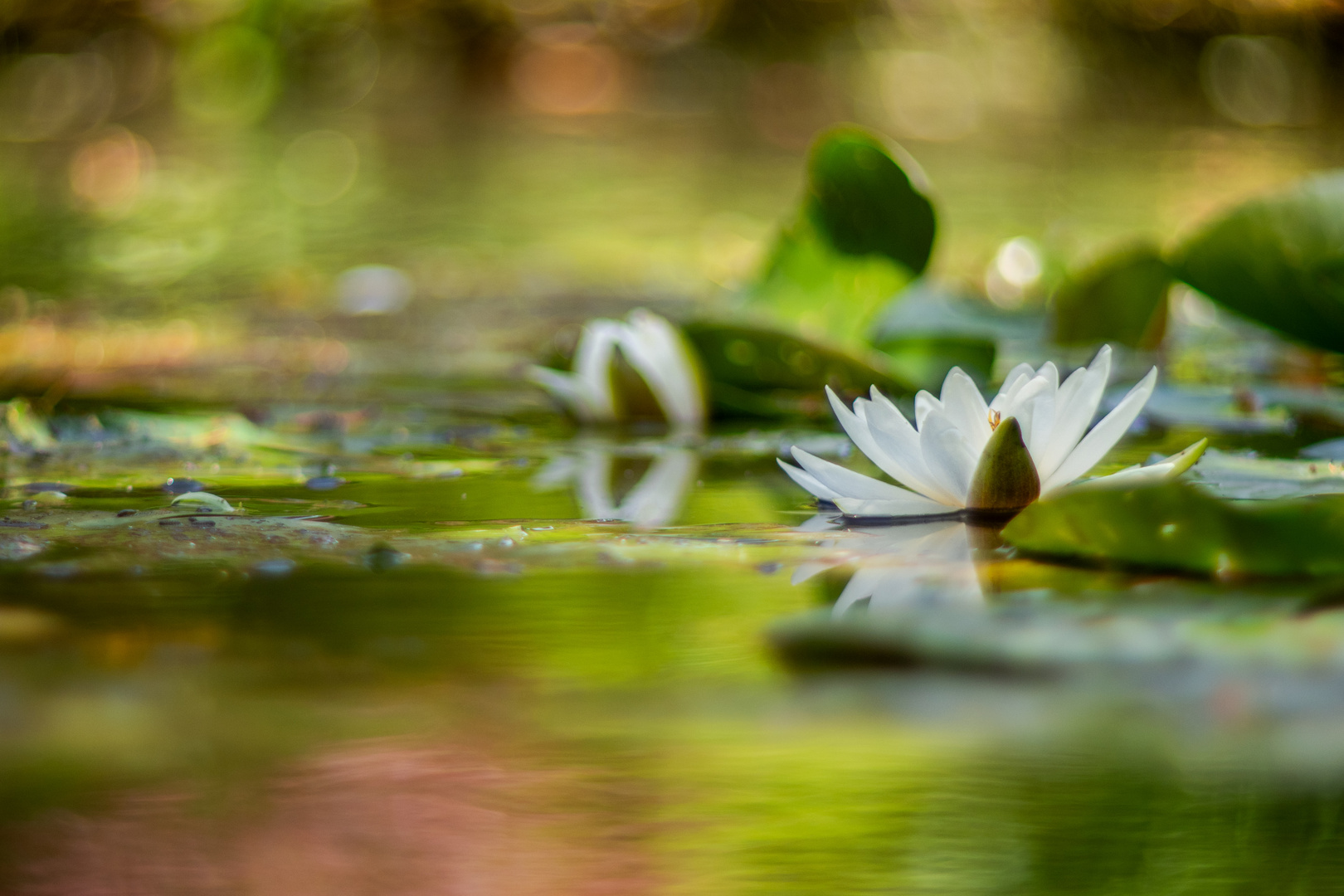 Auf dem Wasser