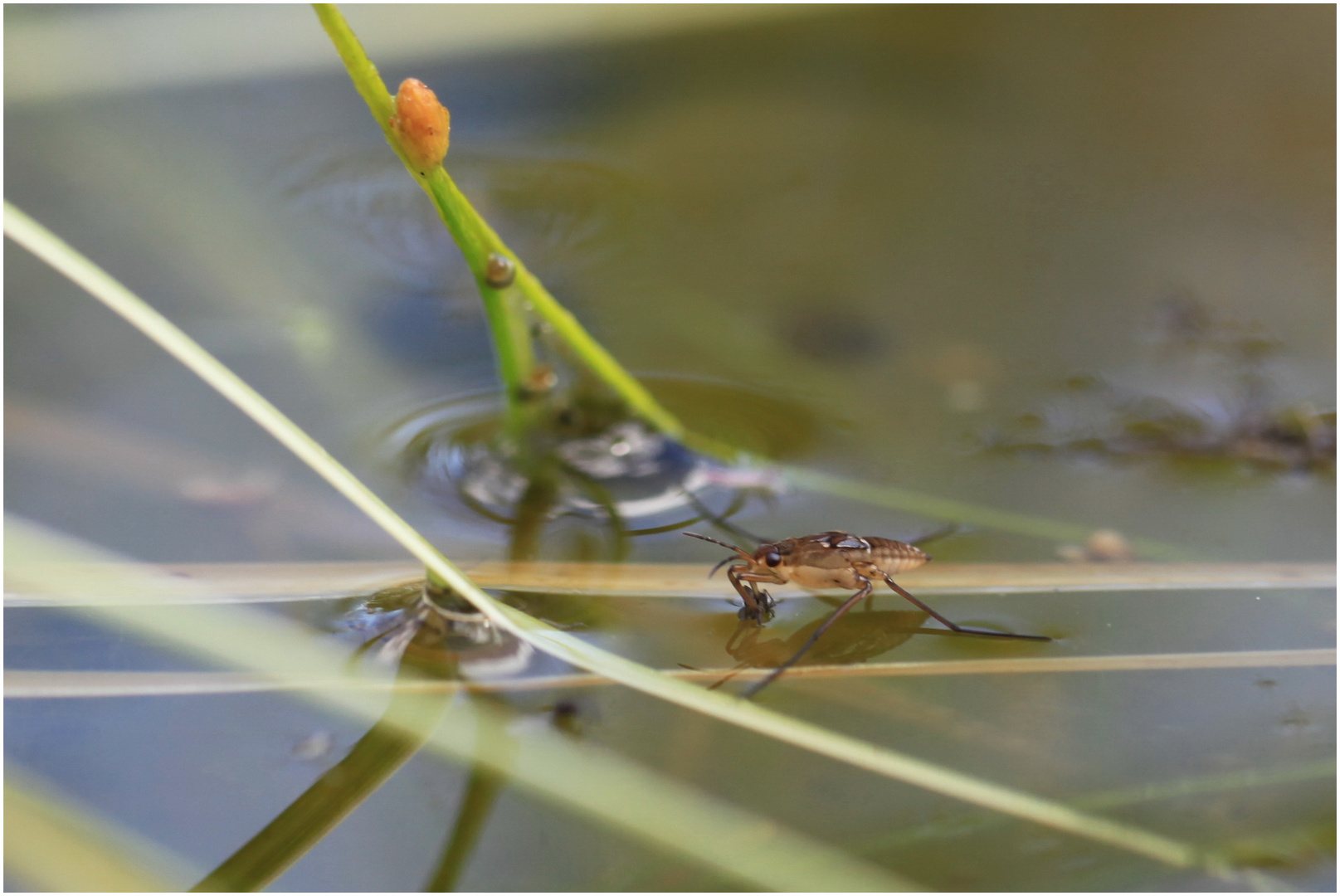 Auf dem Wasser gehen 3