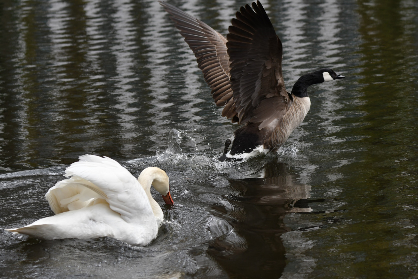 Auf dem Wasser ist was los...