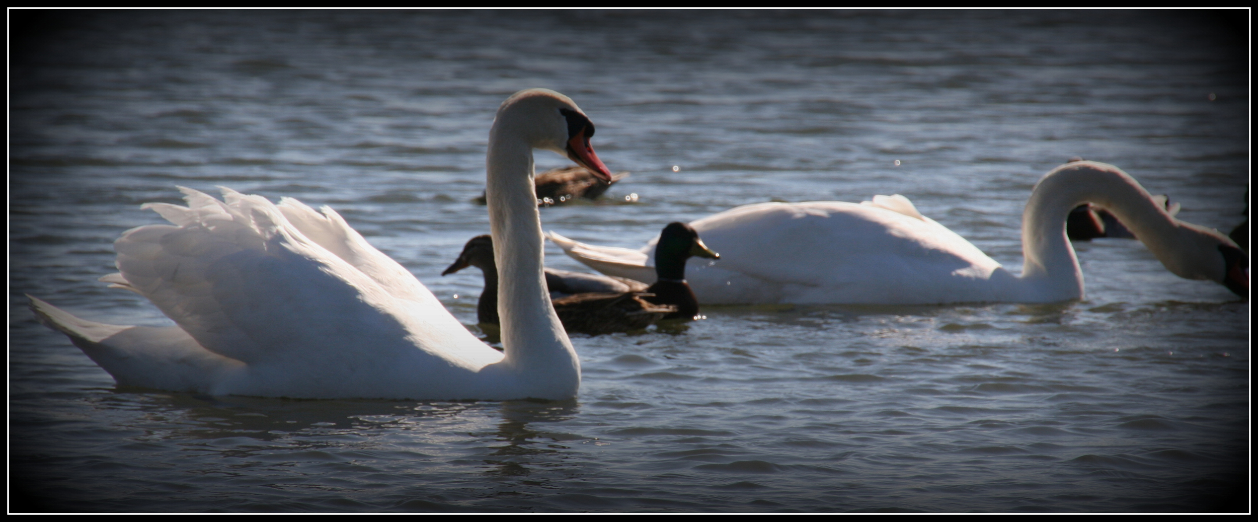 Auf dem Wasser ist was los !