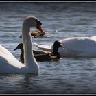 Auf dem Wasser ist was los !