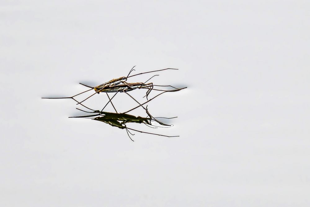 Auf dem Wasser läuft was