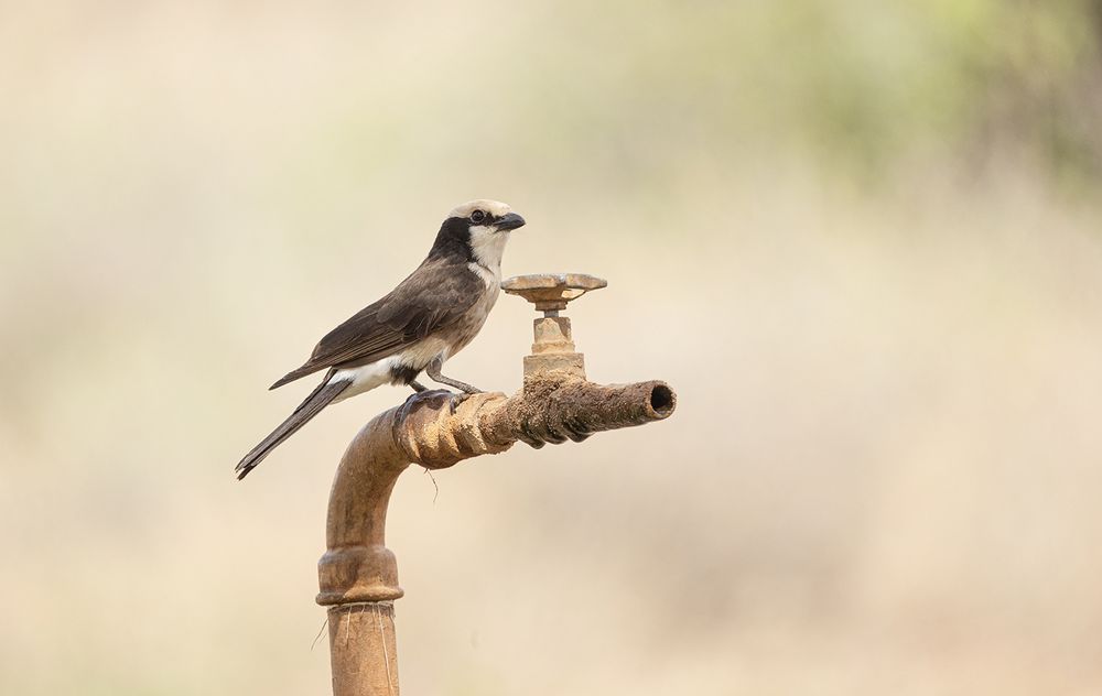 ***  AUF DEM WASSERHAHN  ***