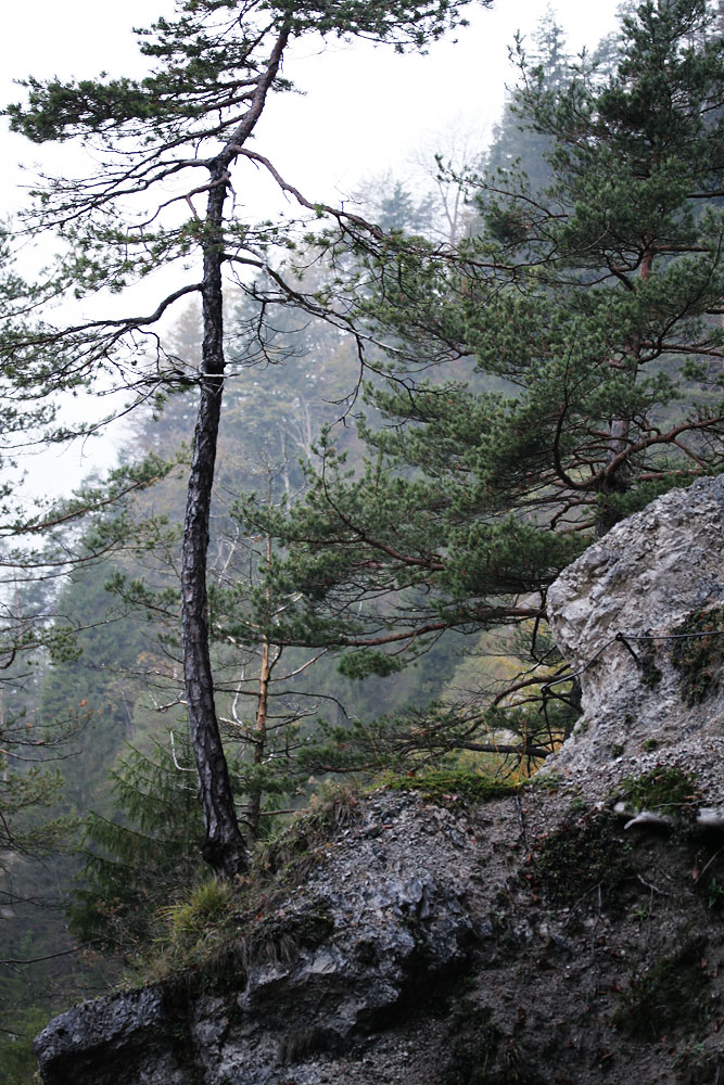 Auf dem Wasserleitungsweg im Kaisertal bei Kufstein I