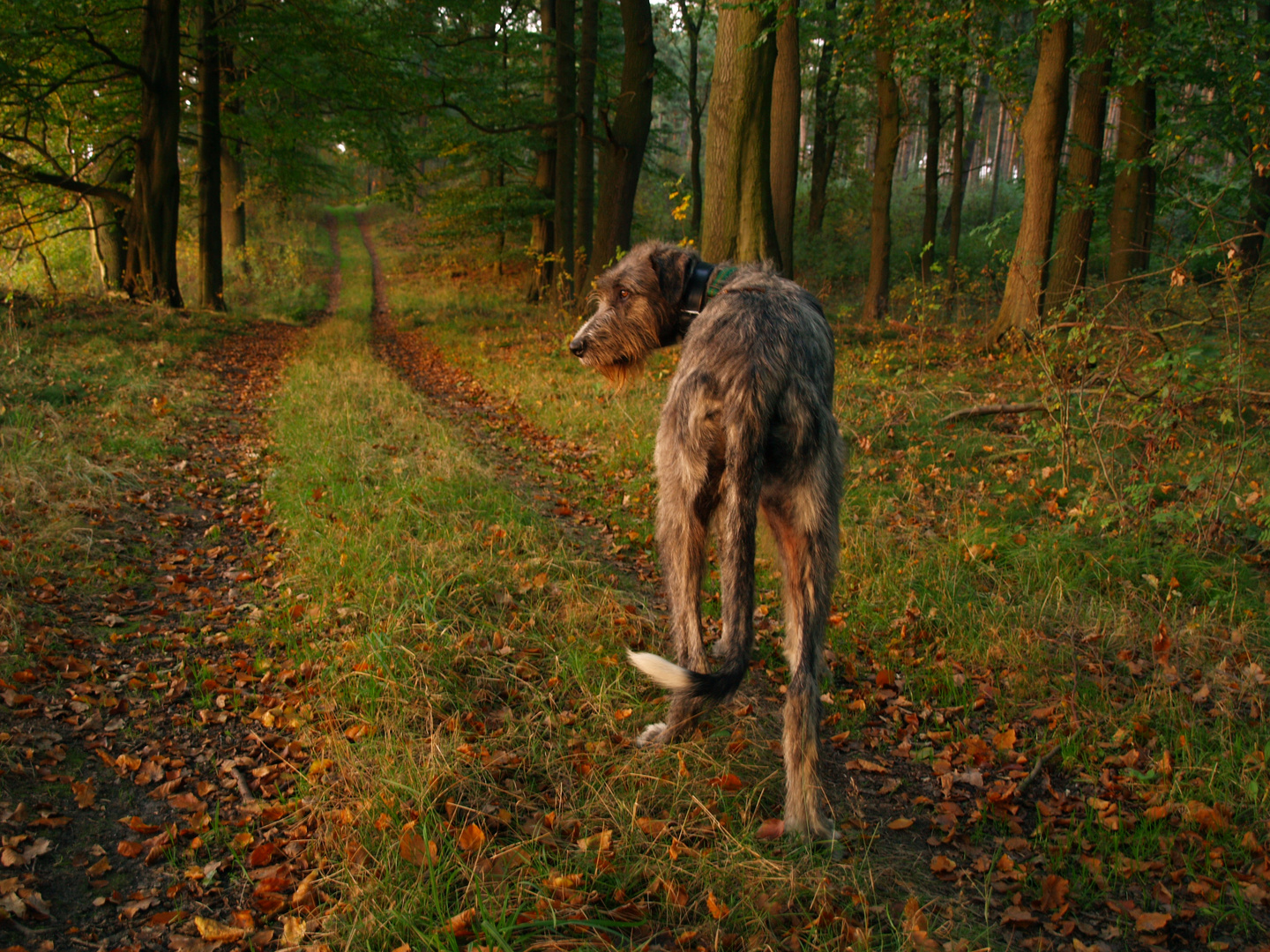 Auf dem Weg