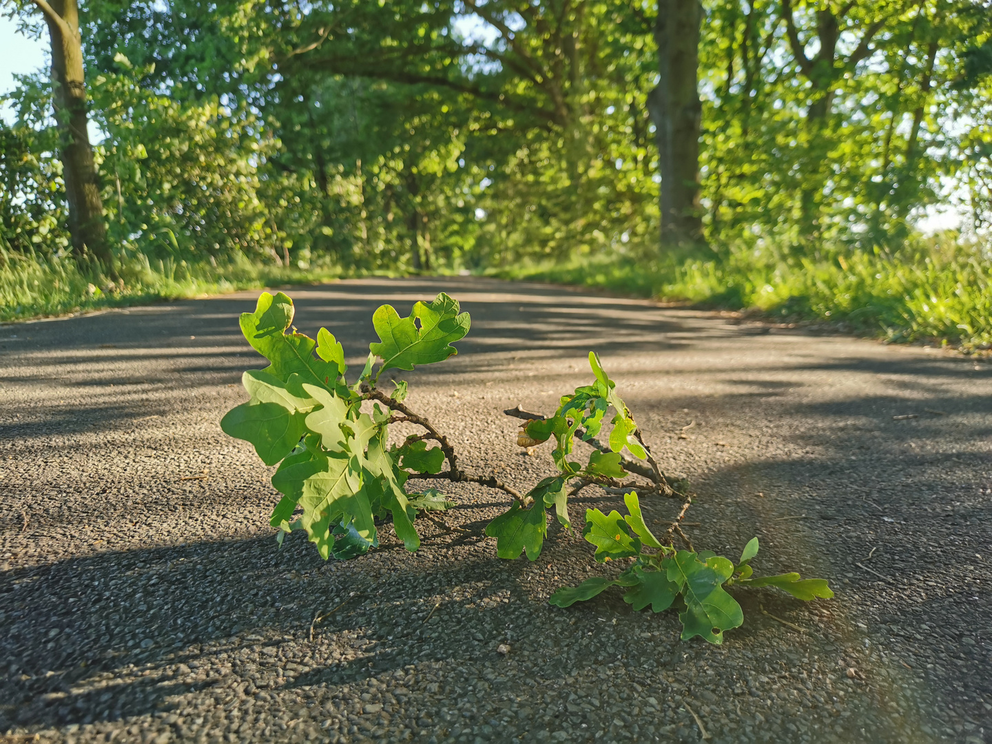 auf dem Weg