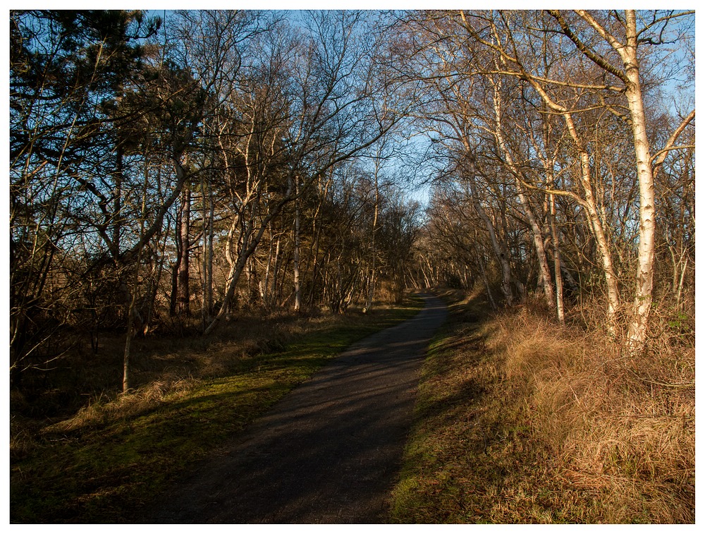 Auf dem Weg durch das Südwäldchen